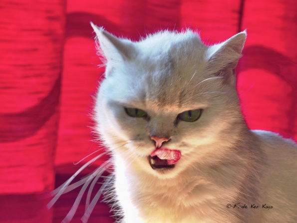 HDRtist HDR Rendering - http://www.ohanaware.com/hdrtist/